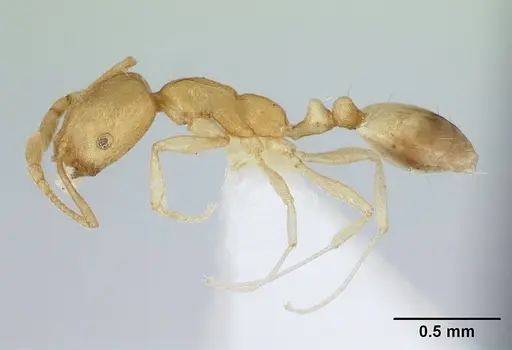 Monomorium pharaonis - ICCDRS0013052