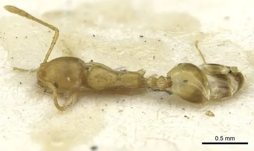 Monomorium pharaonis - RMCAENT000017769