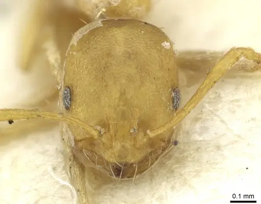 Monomorium pharaonis - RMCAENT000017769