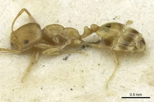Monomorium pharaonis - RMCAENT000017769