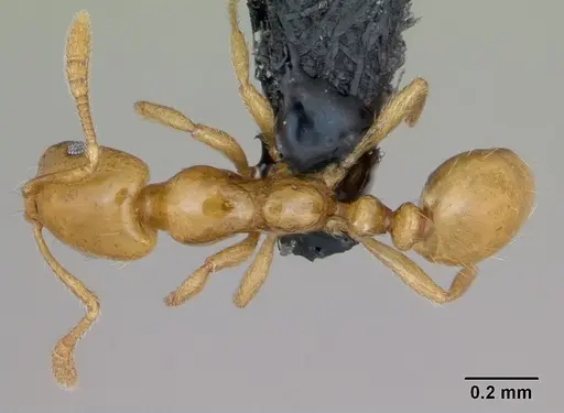 Monomorium platynode specimen