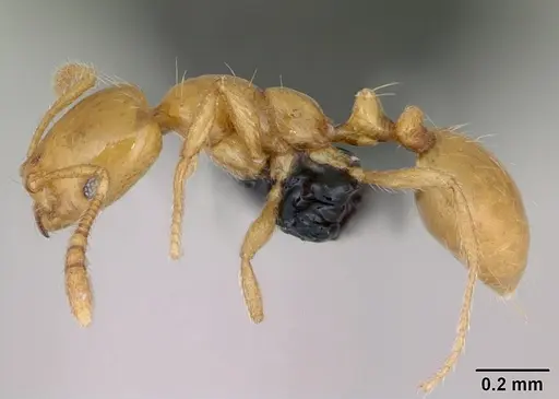 Monomorium platynode specimen