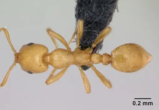 Monomorium platynode - CASENT0046405