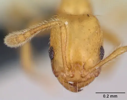 Monomorium platynode - CASENT0046405