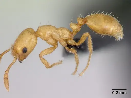 Monomorium platynode - CASENT0046405