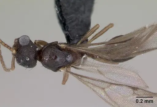 Monomorium platynode - CASENT0476977