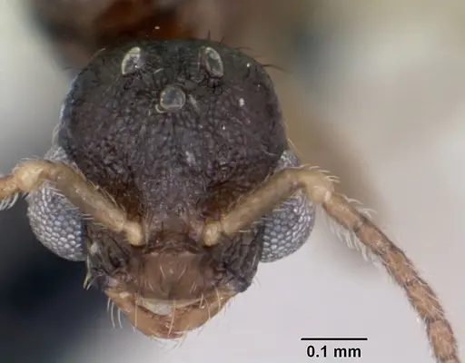 Monomorium platynode - CASENT0476977