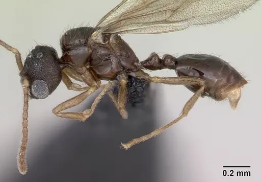 Monomorium platynode - CASENT0476977