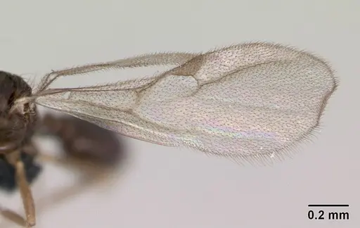 Monomorium platynode - CASENT0476977