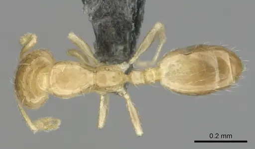 Monomorium pulchrum specimen