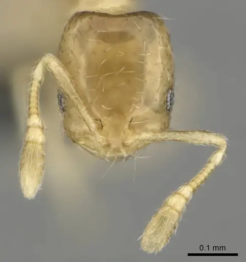Monomorium pulchrum specimen