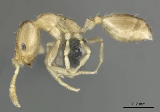 Monomorium pulchrum - CASENT0814896
