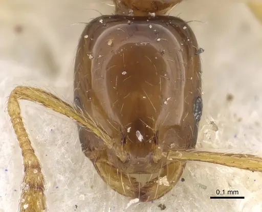 Monomorium pulchrum - CASENT0902270