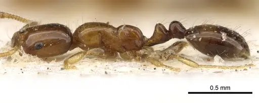 Monomorium pulchrum - CASENT0902270