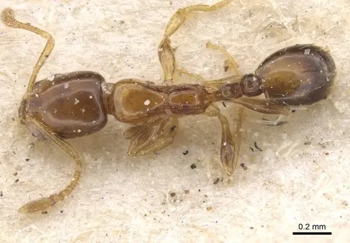 Monomorium pulchrum - CASENT0913831
