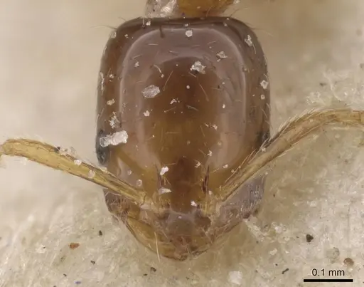 Monomorium pulchrum - CASENT0913831