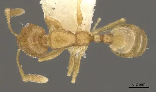 Monomorium rabirium specimen