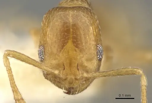 Monomorium rabirium specimen