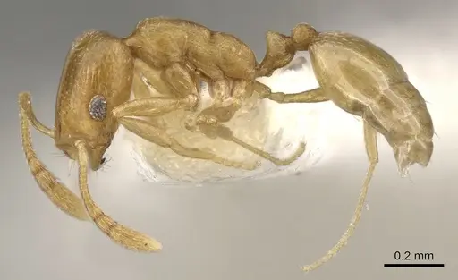 Monomorium rabirium specimen