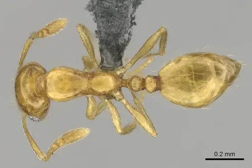 Monomorium rastractum specimen
