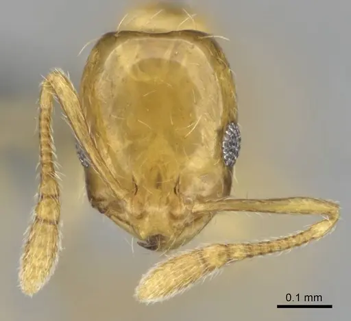 Monomorium rastractum specimen