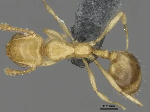 Monomorium rhopalocerum specimen