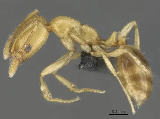 Monomorium rhopalocerum specimen