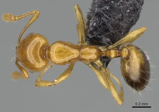 Monomorium rhopalocerum - CASENT0822189