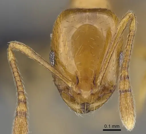 Monomorium rhopalocerum - CASENT0822189