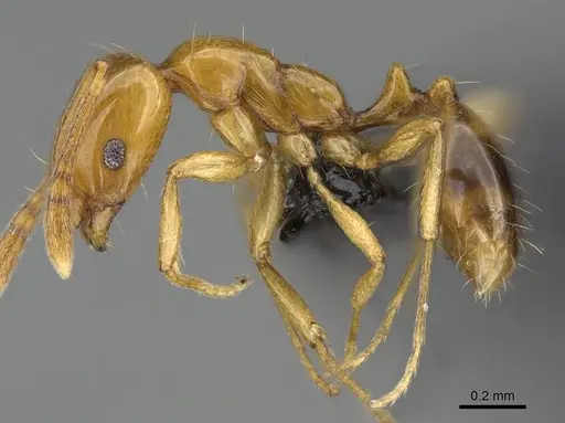 Monomorium rhopalocerum - CASENT0822189