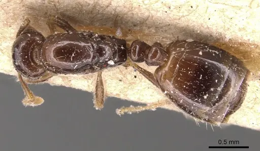 Monomorium rhopalocerum - CASENT0904591