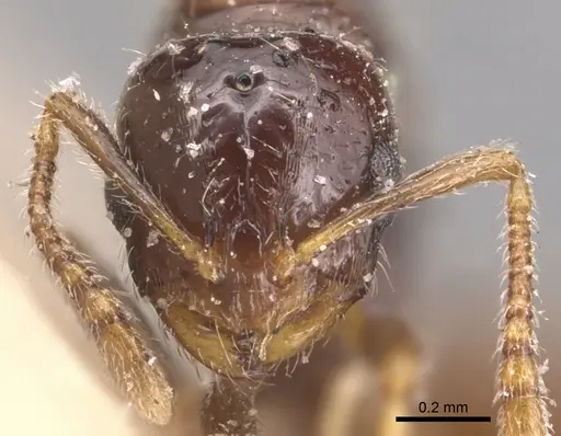 Monomorium rhopalocerum - CASENT0904591