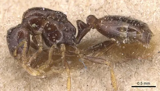 Monomorium rhopalocerum - CASENT0904591