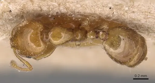 Monomorium rhopalocerum - CASENT0904594