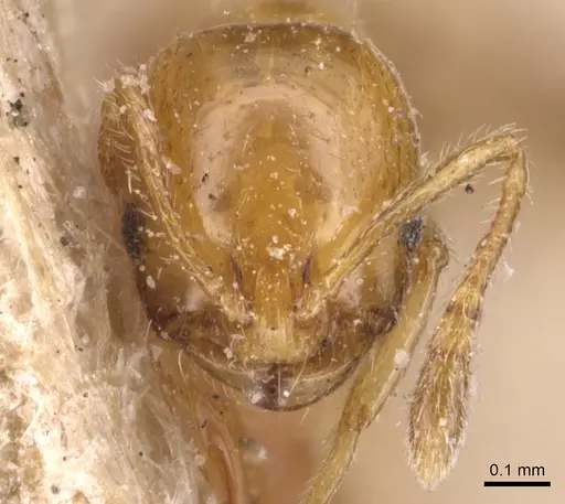 Monomorium rhopalocerum - CASENT0904594