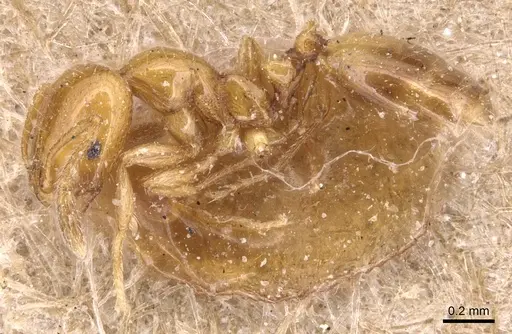 Monomorium rhopalocerum - CASENT0904594