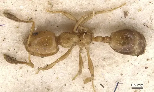 Monomorium rhopalocerum - CASENT0908700