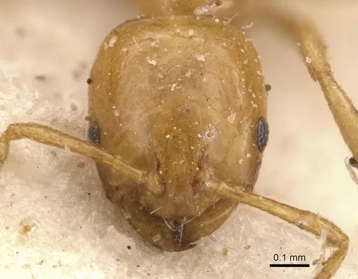 Monomorium rhopalocerum - CASENT0908700