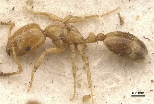 Monomorium rhopalocerum - CASENT0908700