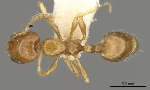 Monomorium rhopalocerum - CASENT0914329