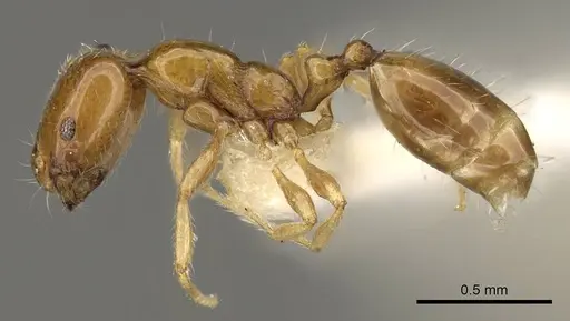 Monomorium rhopalocerum - CASENT0914329