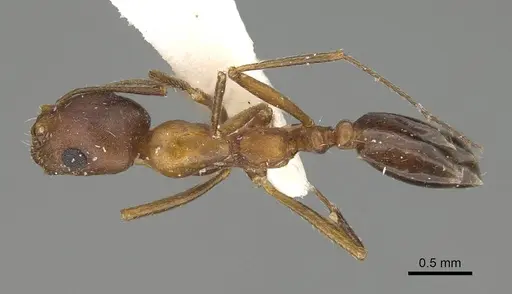 Monomorium riyadhe specimen