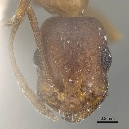 Monomorium riyadhe specimen