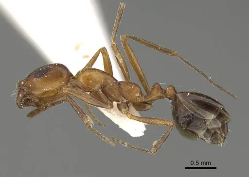 Monomorium riyadhe specimen