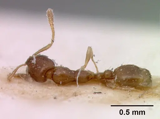 Monomorium rosae specimen