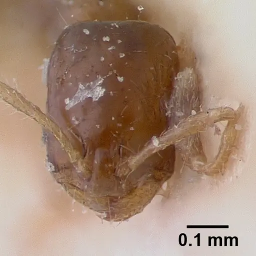 Monomorium rosae specimen