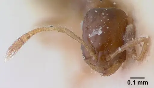 Monomorium rosae specimen