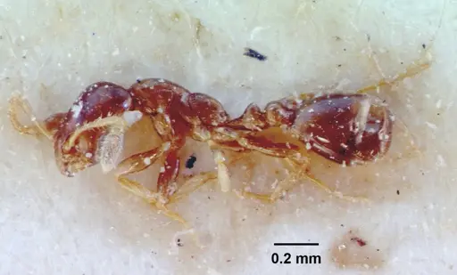 Monomorium rosae - CASENT0010826