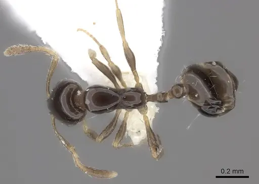 Monomorium rosae - CASENT0217174