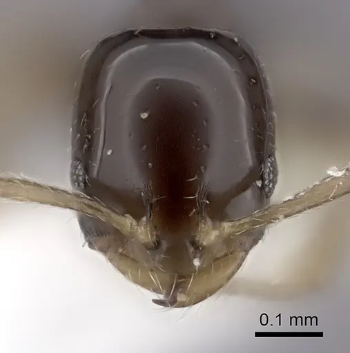 Monomorium rosae - CASENT0217174
